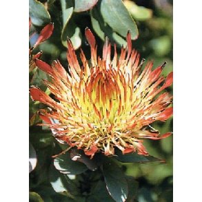 Exima Protea