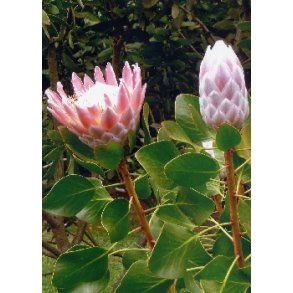 Rosa K�mpe Protea