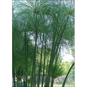 Egyptisk Papyrusstaude