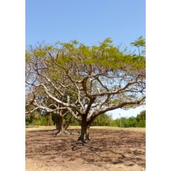 Flammetr (gultblomstende)