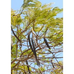 Flammetr (gultblomstende)