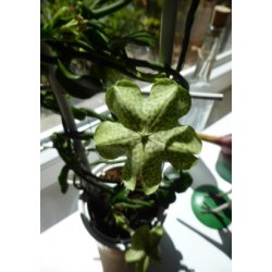 Afrikansk Faldskrmsplante