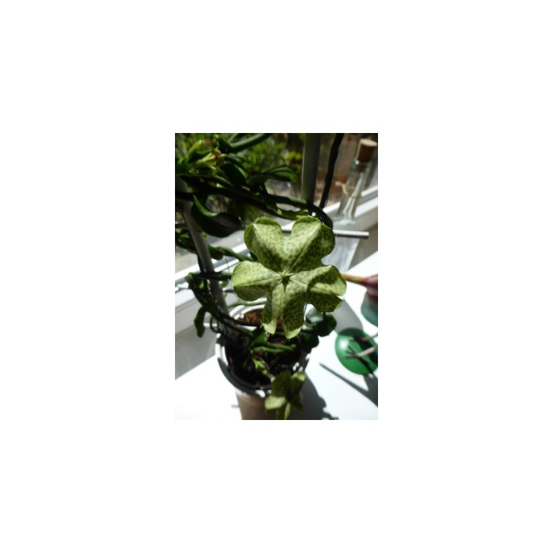 Afrikansk Faldskrmsplante