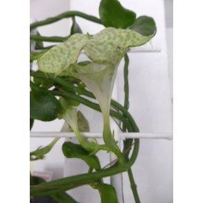 Afrikansk Faldskrmsplante