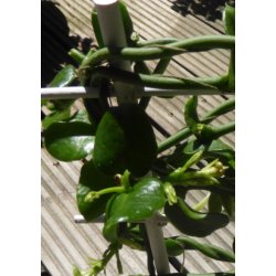 Afrikansk Faldskrmsplante