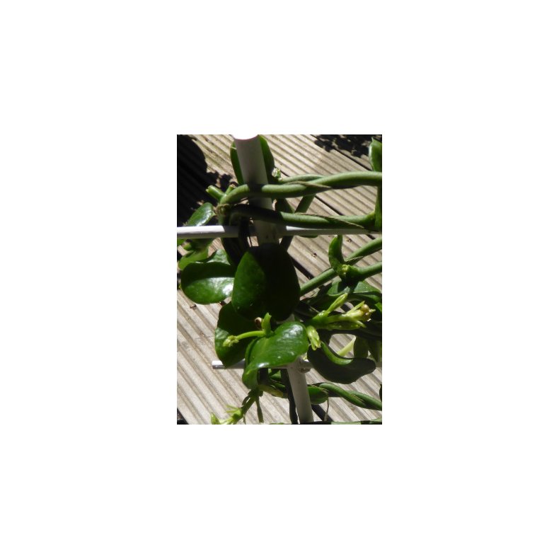 Afrikansk Faldskrmsplante