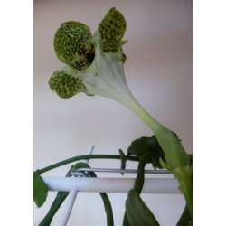 Afrikansk Faldskrmsplante