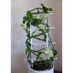 Afrikansk Faldskrmsplante