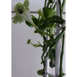 Afrikansk Faldskrmsplante