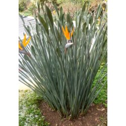 Siv-Strelitzia (Siv-Paradisfugl blomst)