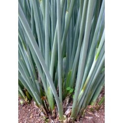 Siv-Strelitzia (Siv-Paradisfugl blomst)