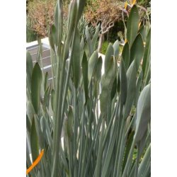 Siv-Strelitzia (Siv-Paradisfugl blomst)