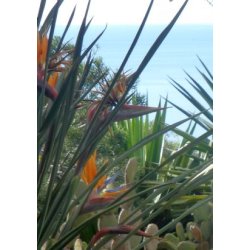 Siv-Strelitzia (Siv-Paradisfugl blomst)