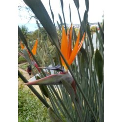Siv-Strelitzia (Siv-Paradisfugl blomst)