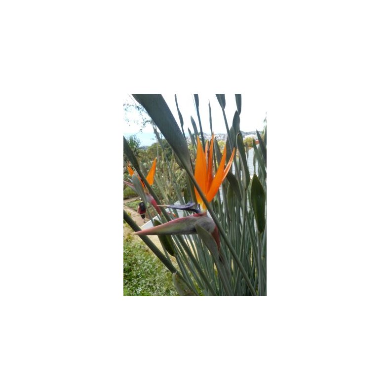 Siv-Strelitzia (Siv-Paradisfugl blomst)