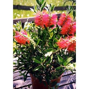 Australsk Flaskerenser