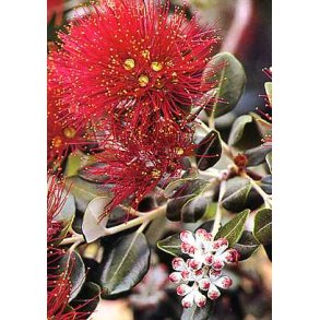 New Zealandsk Juletr