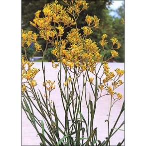 Knguropote (flavidus)