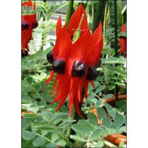 Australsk Djvlehoved (Papegjenb)