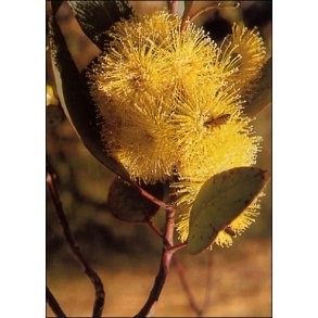 Gulblomstret eukalyptus