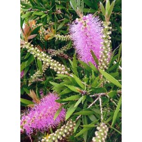 Australsk Flaskerenser (pink)