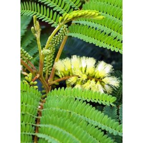 Gult Cylinder Sovetr