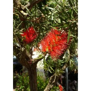 Storblomsteret Cylinderpudser