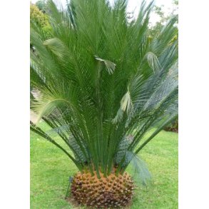 Australsk Palmebregne