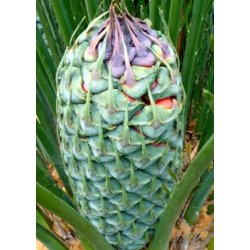 Australsk Palmebregne