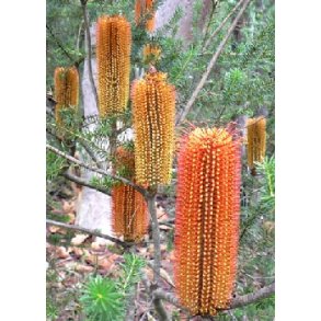 Gylden Banksia