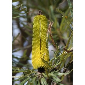 Lys Banksia