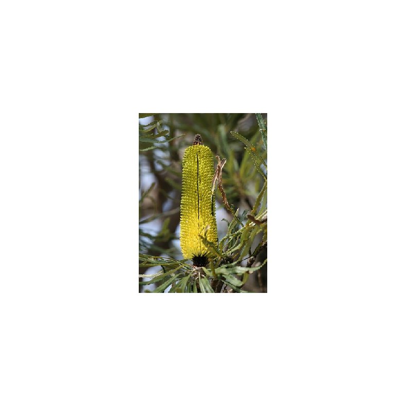 Lys Banksia