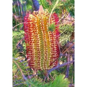 Rd Sump Banksia