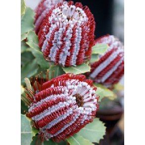 Purpurrd Banksia