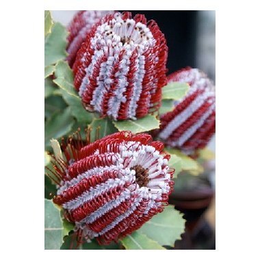 Protea og Banksia
