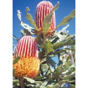 Ildtr Banksia