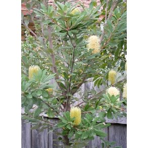 Kyst Banksia