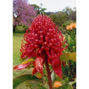 Waratah Banksia