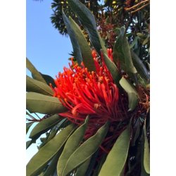 Rd Silke Eg el. Queensland Tr-Waratah