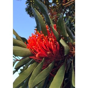 Rd Silke Eg el. Queensland Tr-Waratah