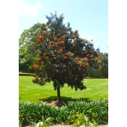 Rd Silke Eg el. Queensland Tr-Waratah