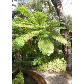 Australsk Skelpalmebregne