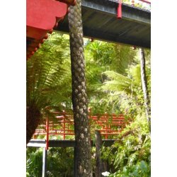 Australsk Skelpalmebregne