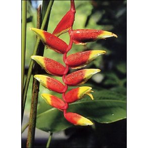 Hngende Snabel Helikon