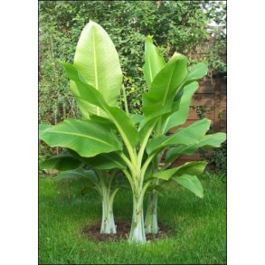 Dyrkningsst<br/>Banan