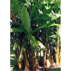 Dyrkningsst<br/>Banan