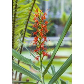 Rd Sommerfugl Ingefr