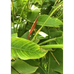 Mel.amerikansk Helikon