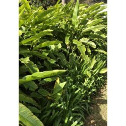 Mel.amerikansk Helikon