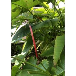 Mel.amerikansk Helikon